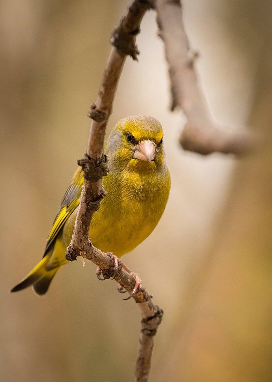 , Robert Adamec