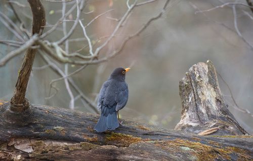 Чёрный дрозд