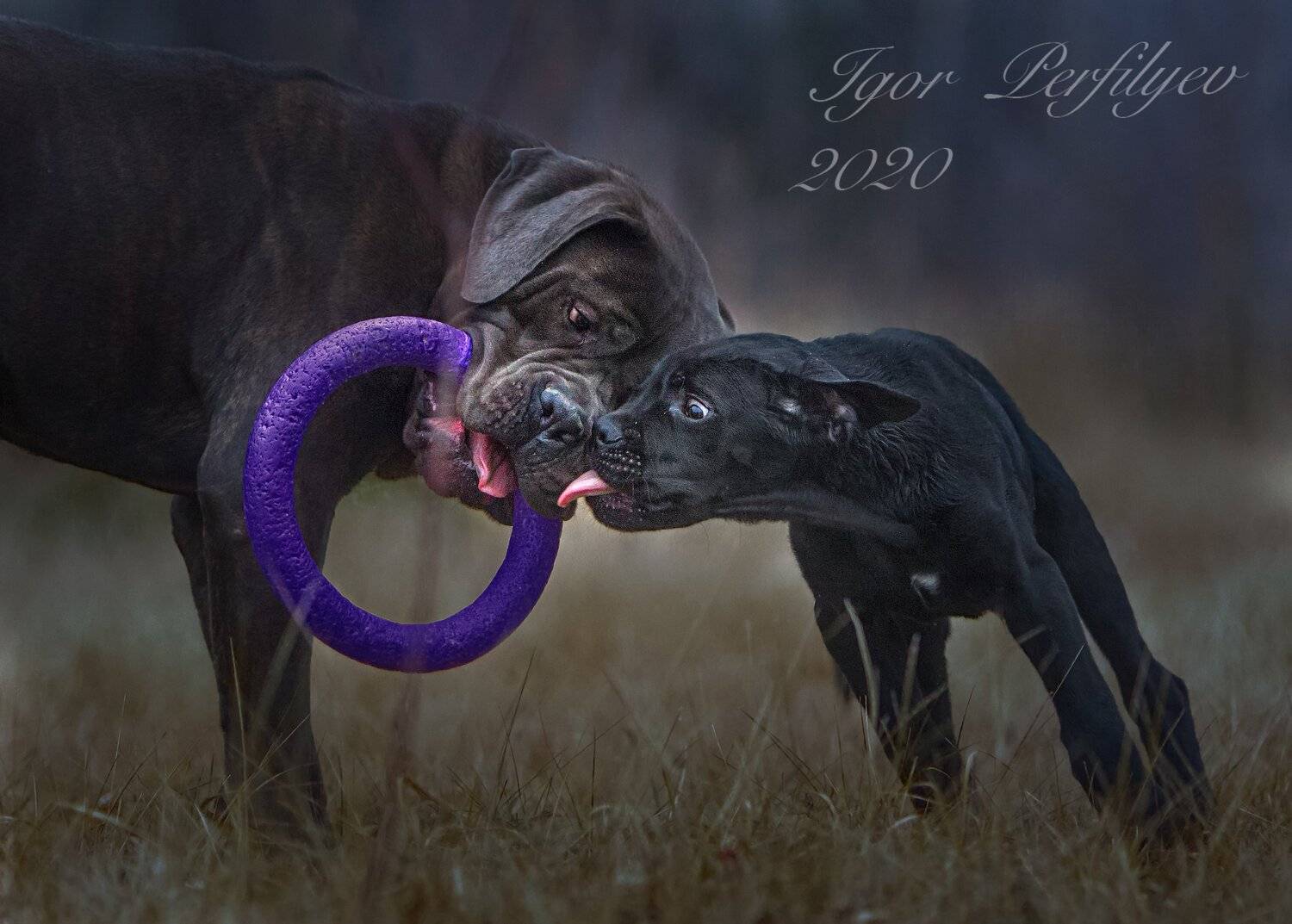 , игорь перфильев