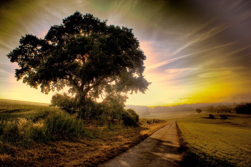 High Dynamic Range Image  Старый дуб/Die alte Eiche/The old oak фото превью