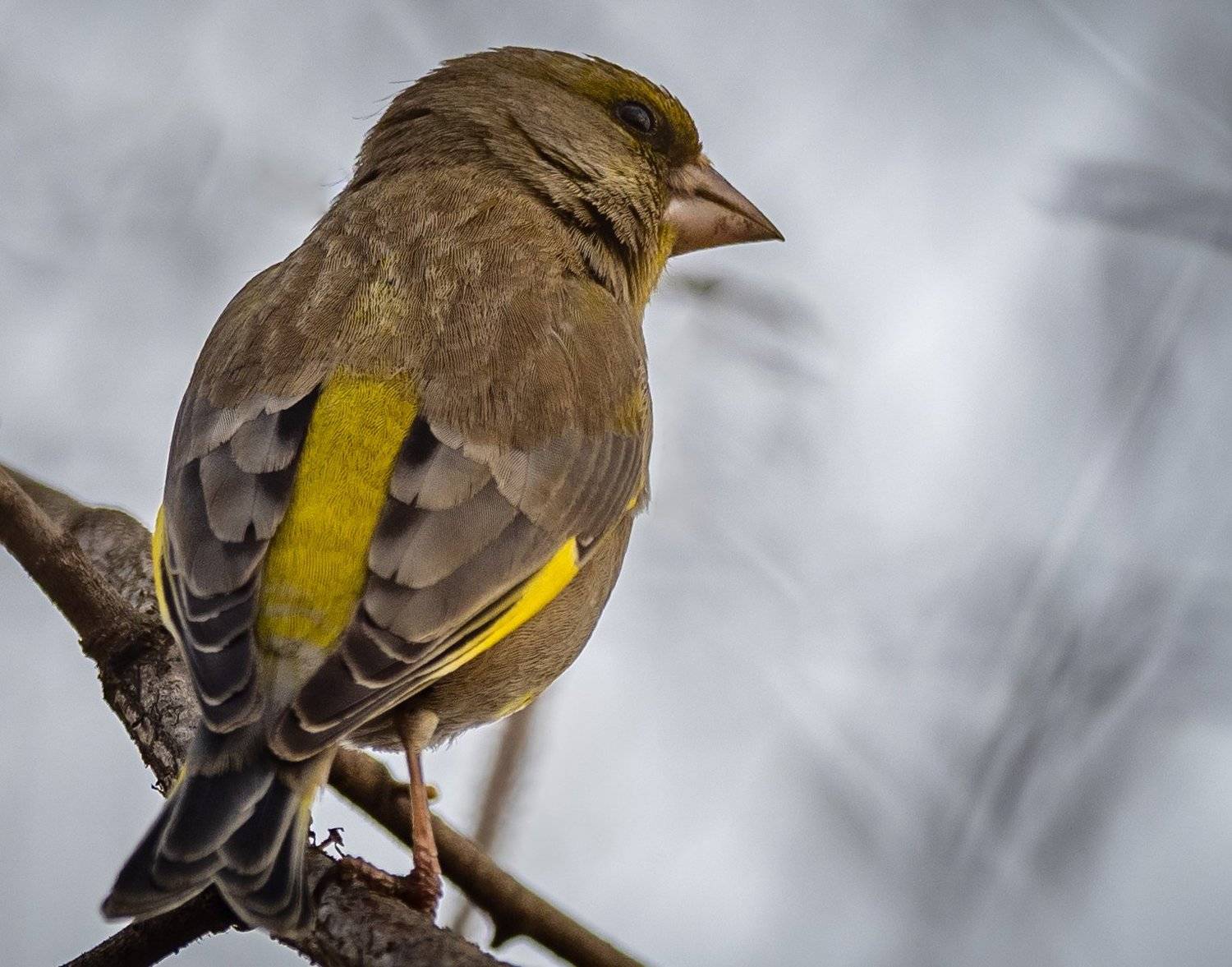 , Курлянцев Алексей