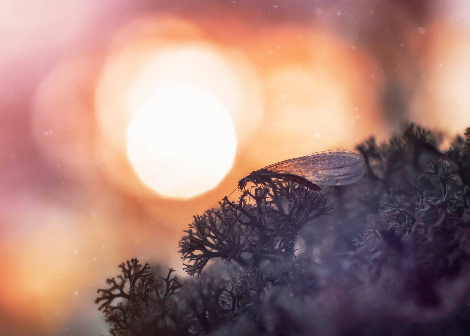 златоглазка закат макро мох гелиос небо, Анастасия Третьякова