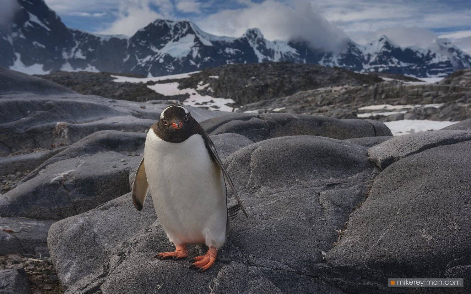 dramatic, polar climate, antarctic, antarctica, cold, romantic, extreme, gentoo penguin, social-distancing, jougla point, seven-sisters-of-fief-range, wiencke-island, palmer-archipelago, antarctica, Майк Рейфман