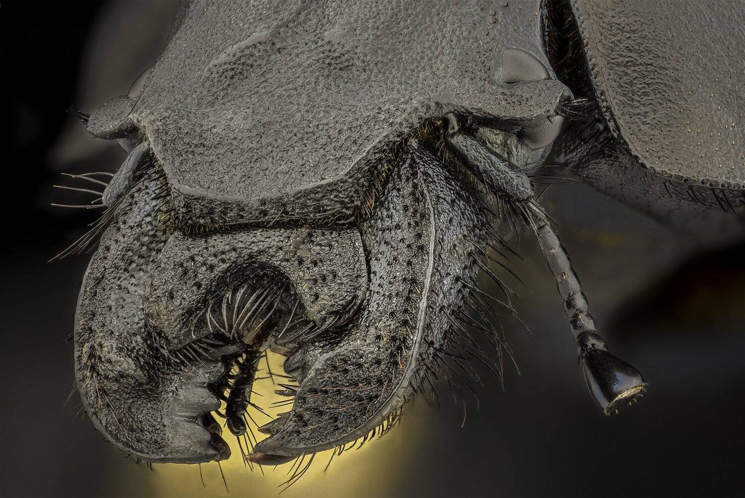 ceclii, macro, nikon d3400, lomo 3.7, Tsvetan Ganev