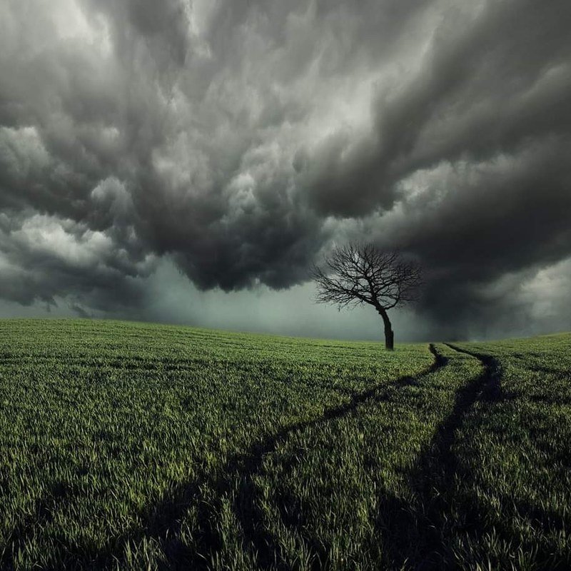 Lithuania, tree, sky, clouds, field, storm * фото превью