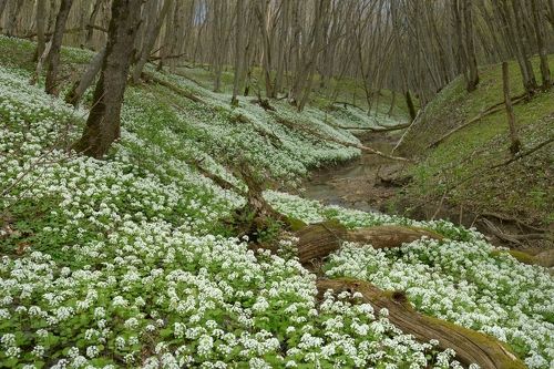 Весенний лес