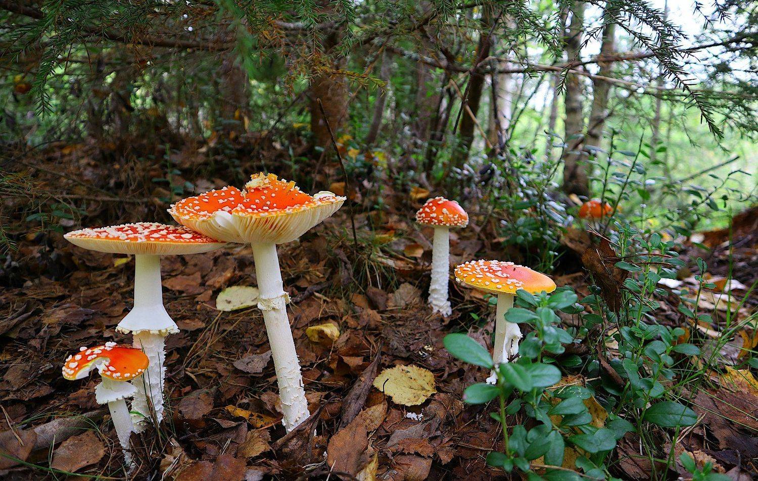 мухомор, гриб, Александр Зорин