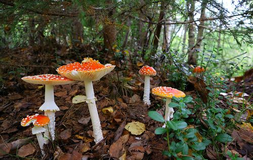 Amanita muscaria