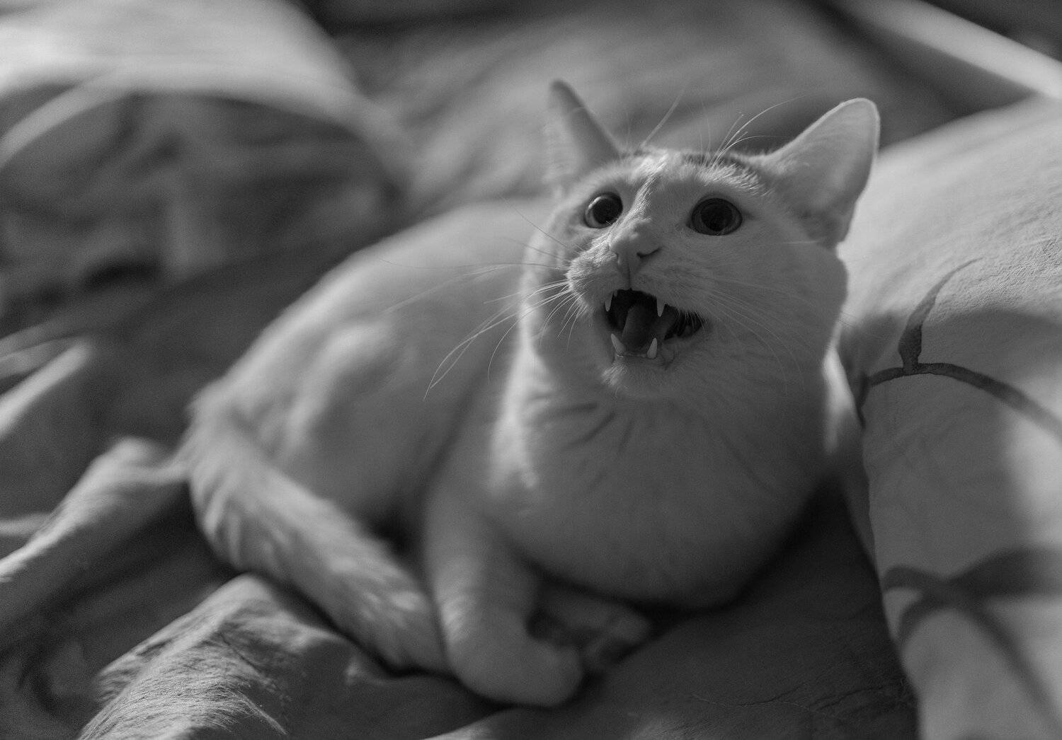 , Константин Дэм