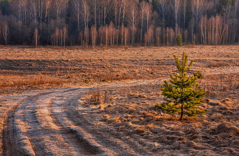 средняя, полоса, россии, рассвет, март, весна Рассвет фото превью