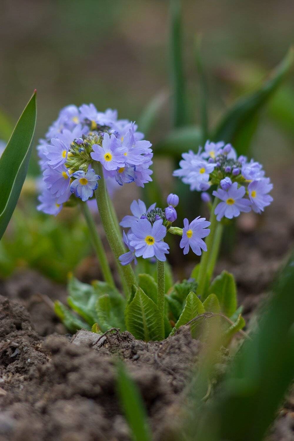 , Александр