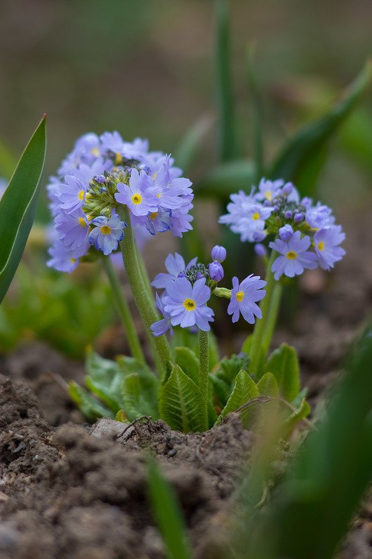 Первые цветы на огороде фото превью