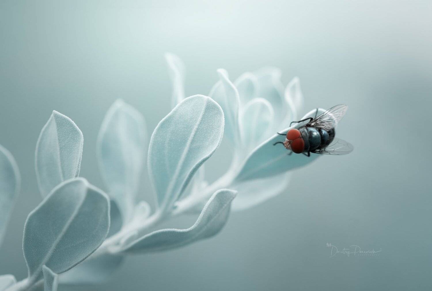 природа, животные, птицы, вьетнам, остров фукок, Дмитрий Посевич