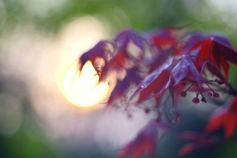 south korea, seoul, spring, maple, bokeh, backlight, macro, leaves, fatastic, atmosphere, beautiful Maple leaves фото превью