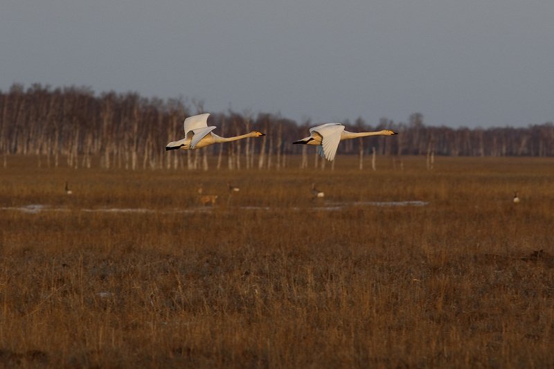 -Привет лебеди. -Здорово косули. фото превью