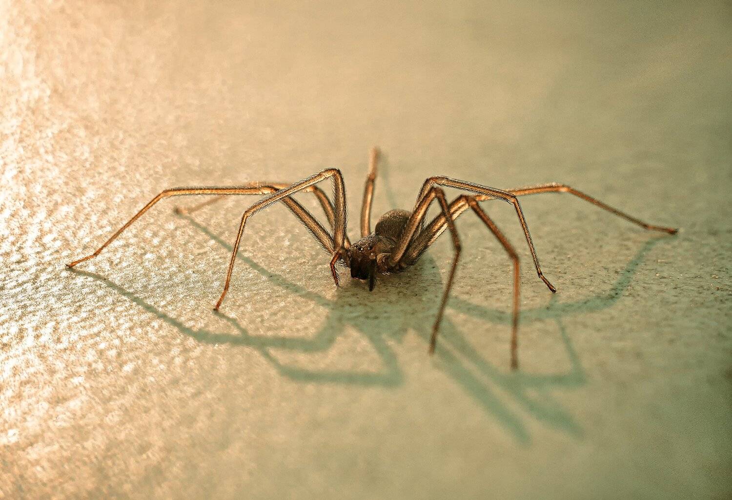 , Рут Андрей