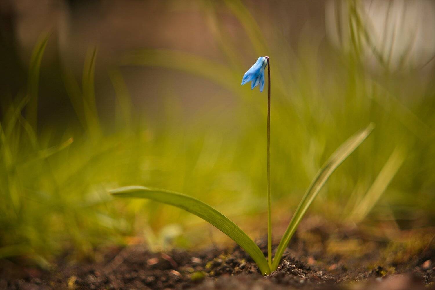 , Эдуард Колобошников