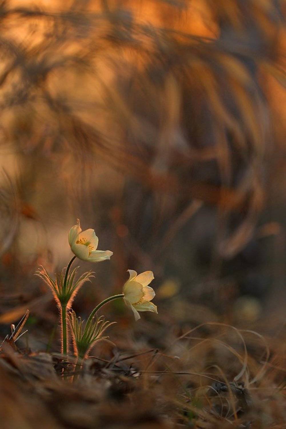 подснежник, сон-трава, прострел, весна, вечер, закат, Sokolova Tatiana