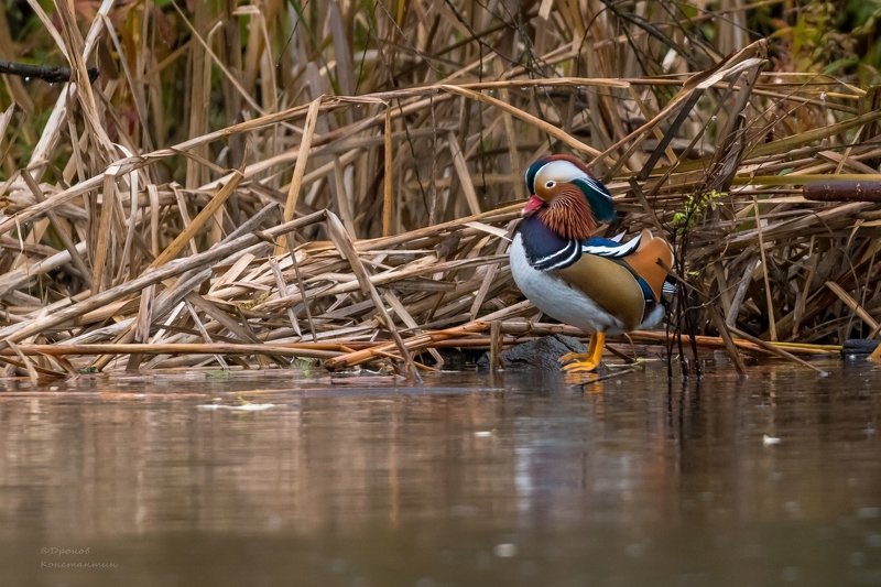 Птицы, ФотоОхота, Мандаринка, Утка, Лосиный остров Осенний мандарин фото превью