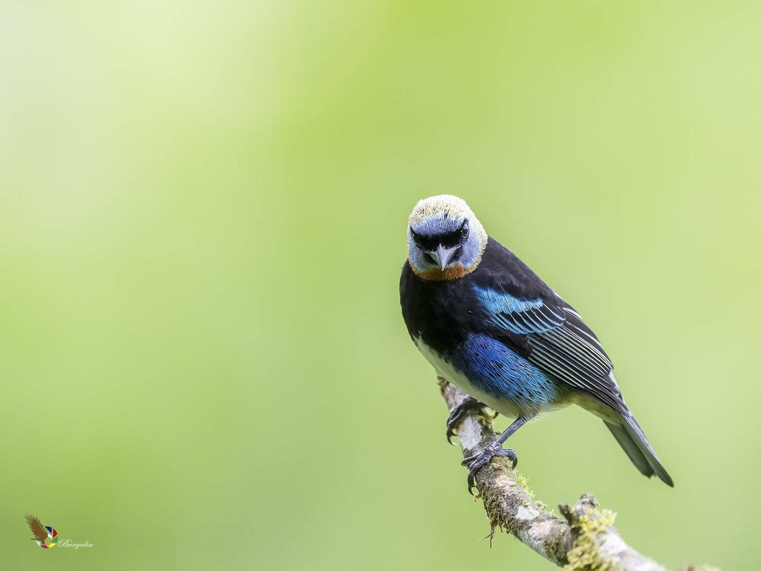 , Fernando Burgalin Sequeira