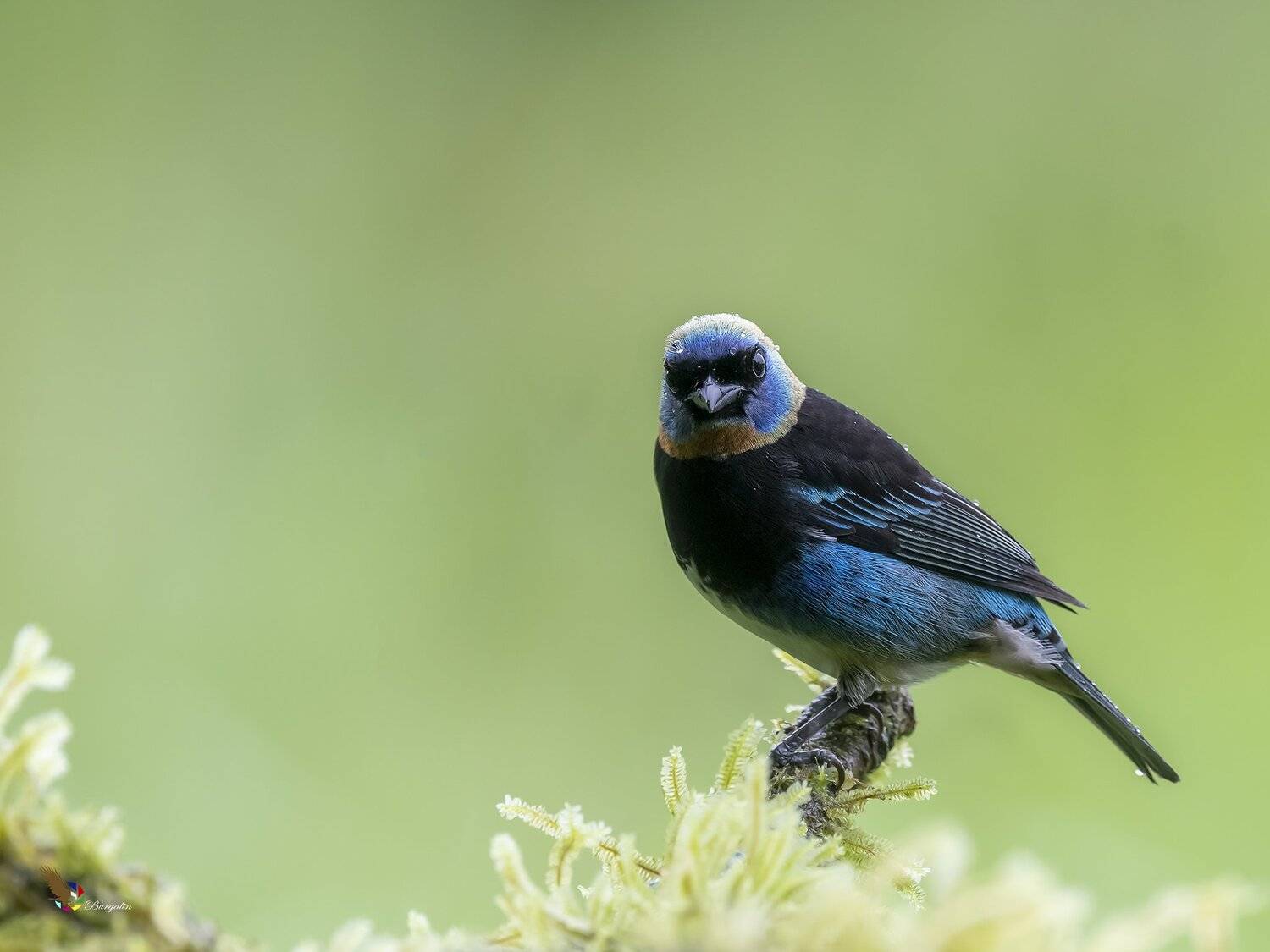 , Fernando Burgalin Sequeira