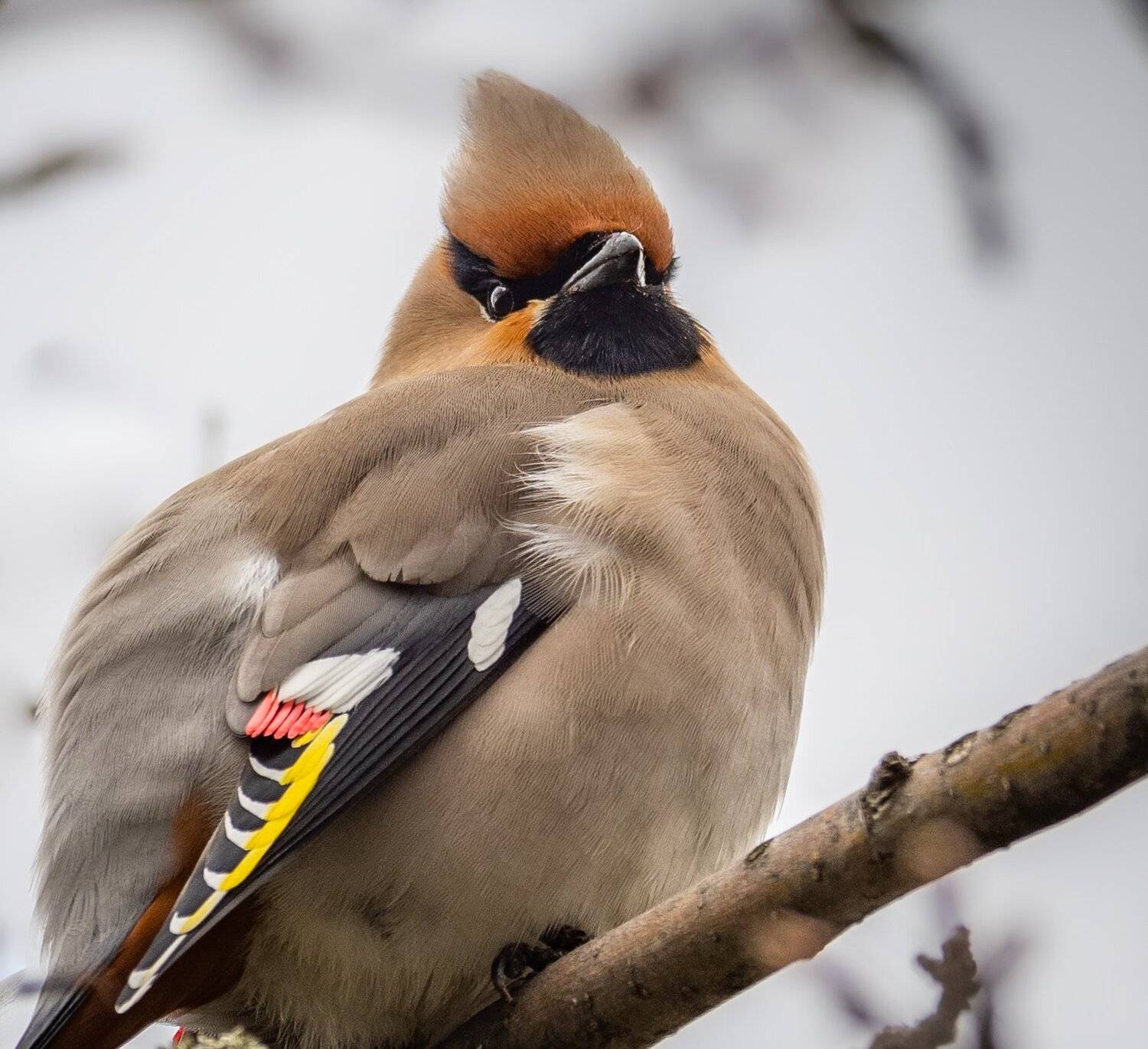 , Курлянцев Алексей