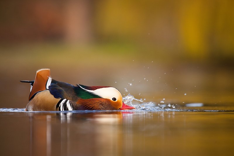Mandarin duck фото превью