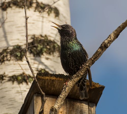 Песня из детства..