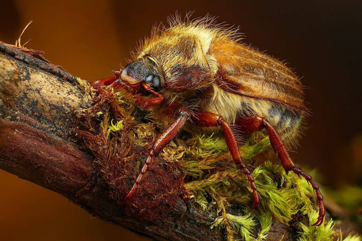 жук,макро,природа,усы цвет,коричневый,растение, Андрей Шаповалов