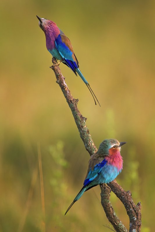 lilac breasted roller фото превью
