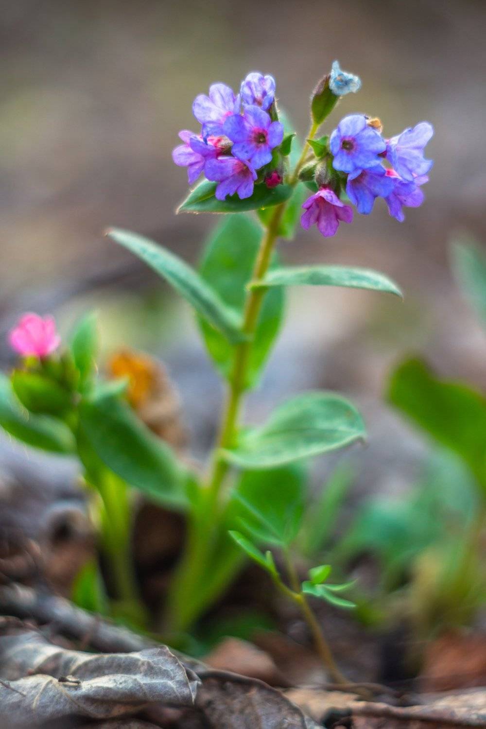 первоцветы, медуница, лес, воронежский заповедник, весна, Руслан Востриков