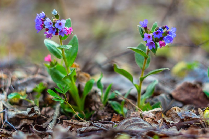 первоцветы, медуница, лес, воронежский заповедник, весна  фото превью
