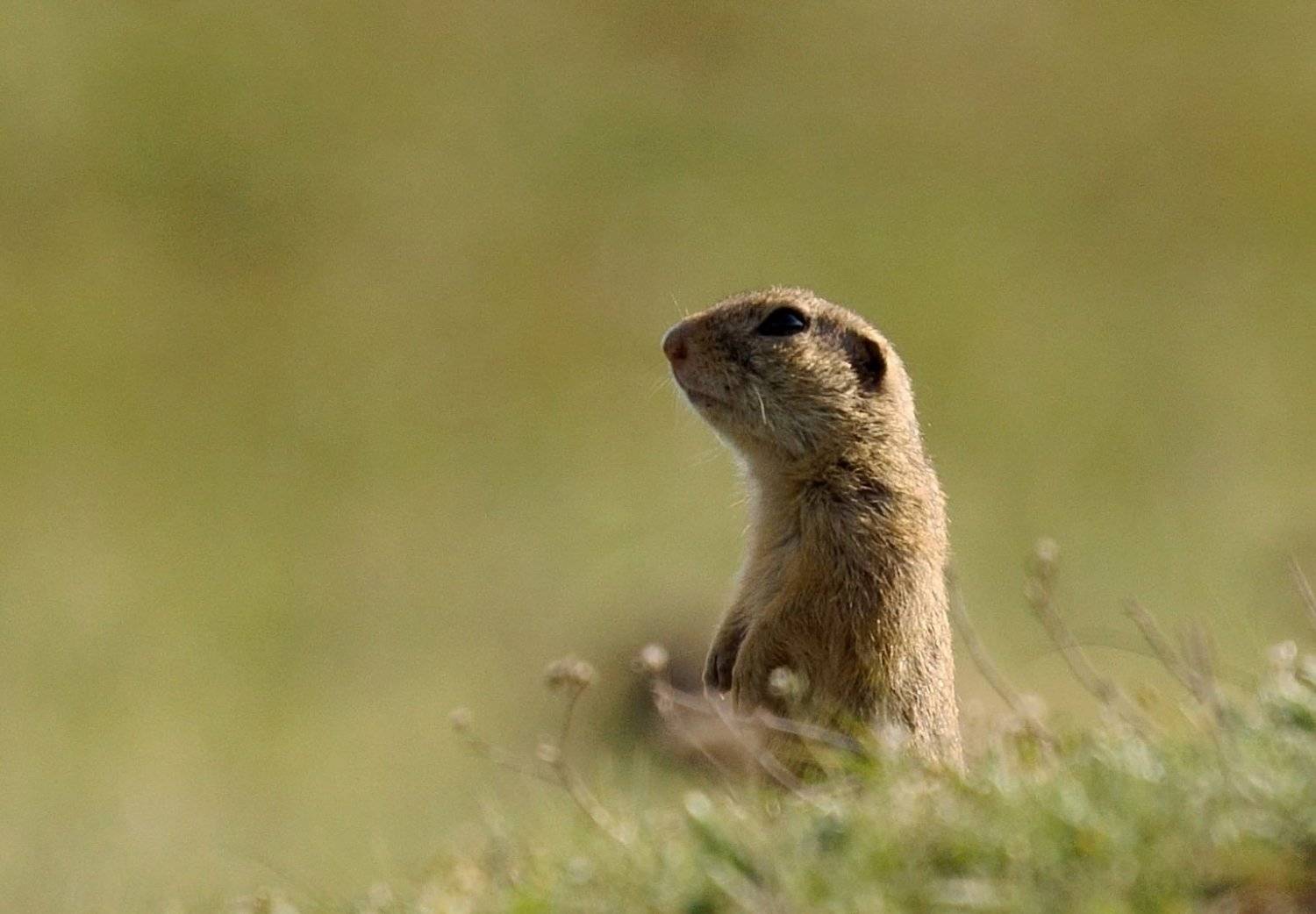 , Красимир Георгиев