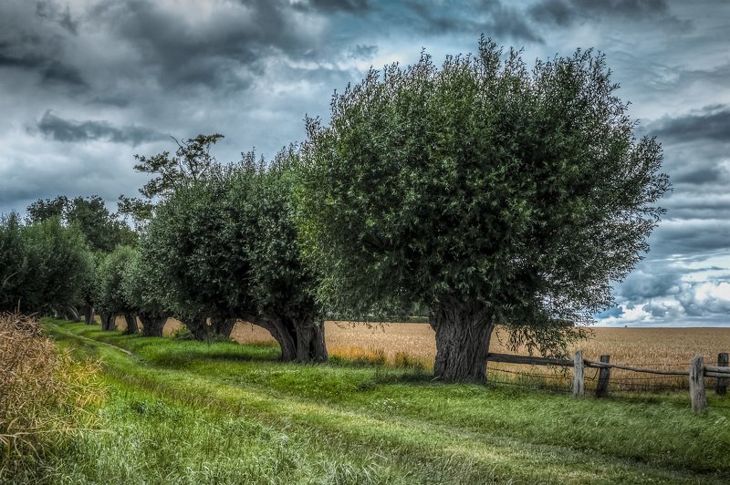 High Dynamic Range Image  Willows/Weiden/Willows фото превью