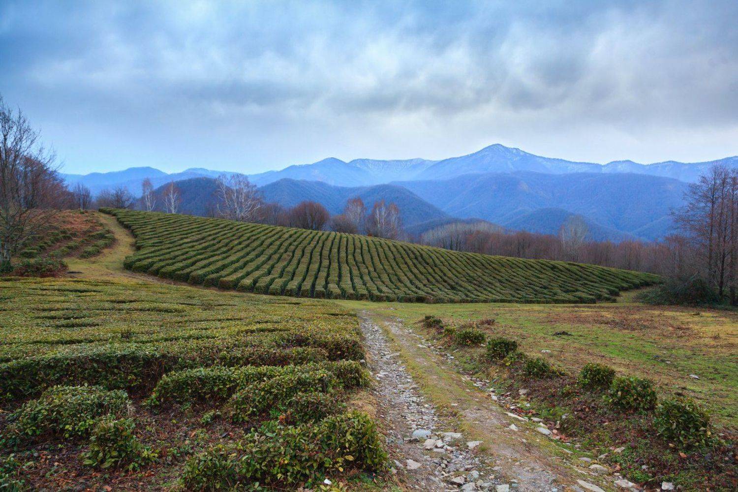 Сочи, Солохаул, Элина Хван