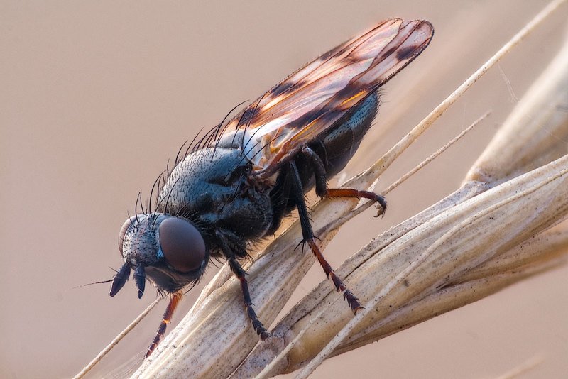 Fly фото превью