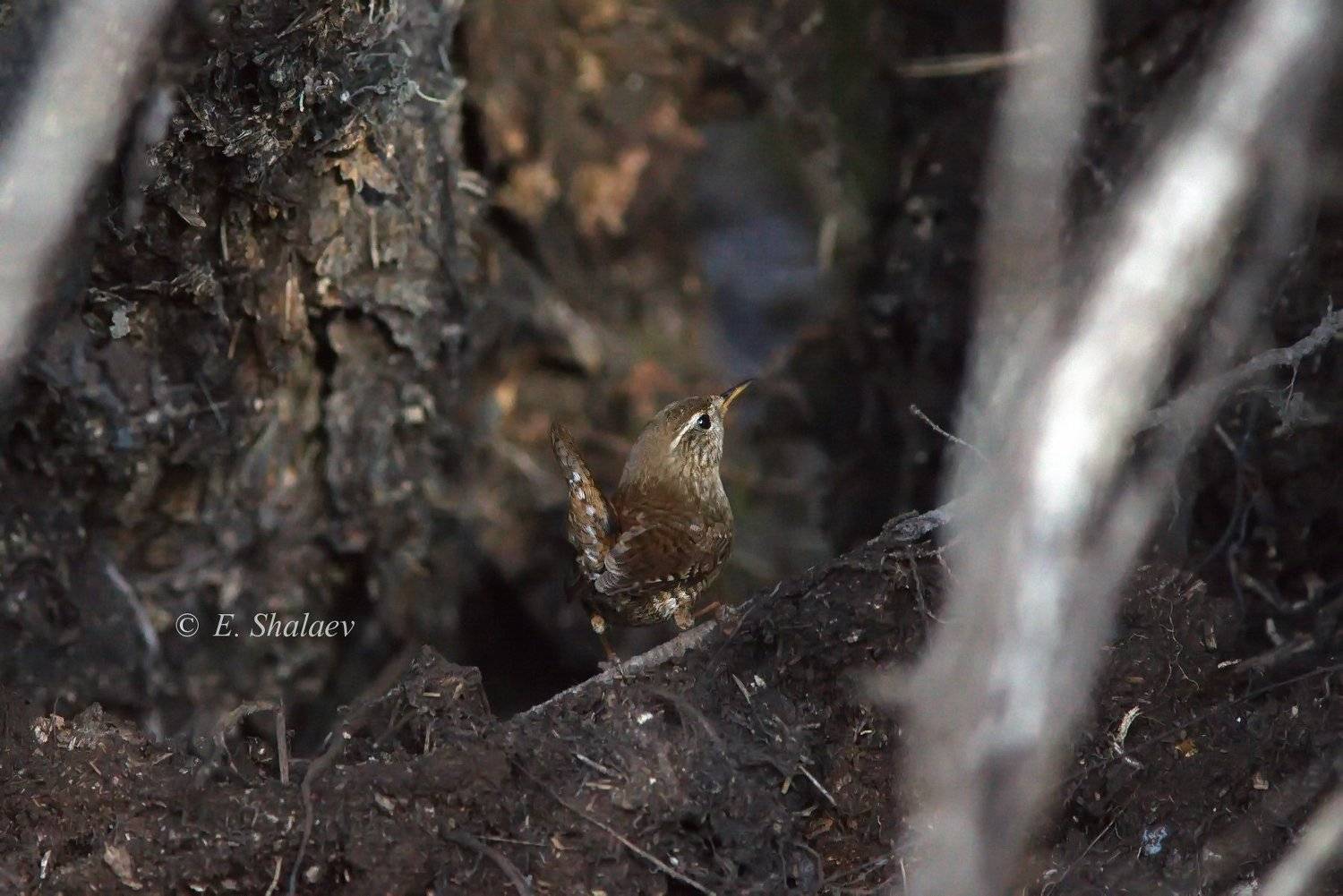 birds,eurasian wren,troglodytes troglodytes,крапивник,обыкновенный крапивник,птица,птицы,фотоохота, Евгений