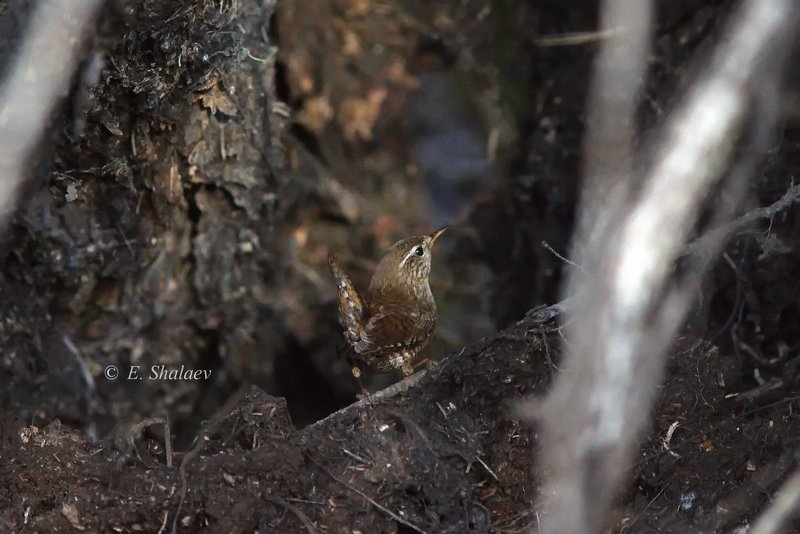 birds,eurasian wren,troglodytes troglodytes,крапивник,обыкновенный крапивник,птица,птицы,фотоохота Крапивника видишь ? А он есть ! фото превью