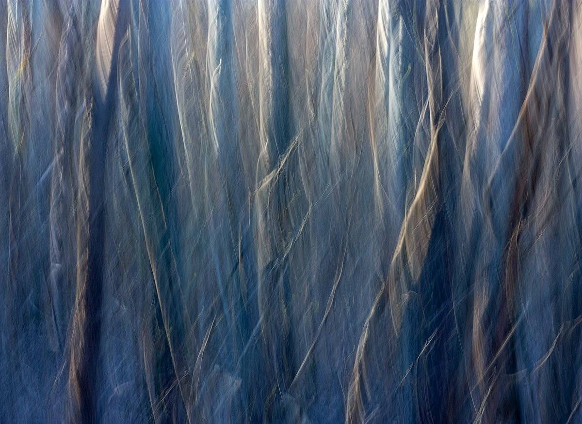 aspen forest, Дитковский Евгений