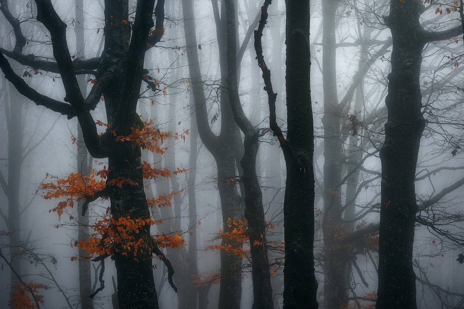 , Szabo Zsolt Andras