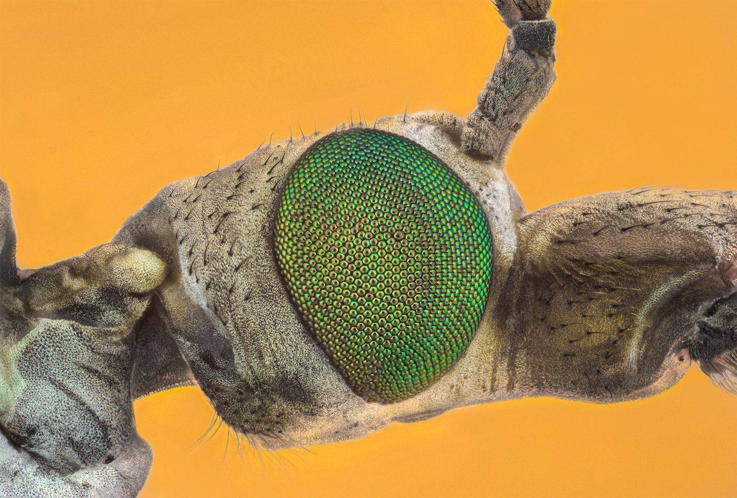 ceclii, macro, nikon d3400, Tsvetan Ganev