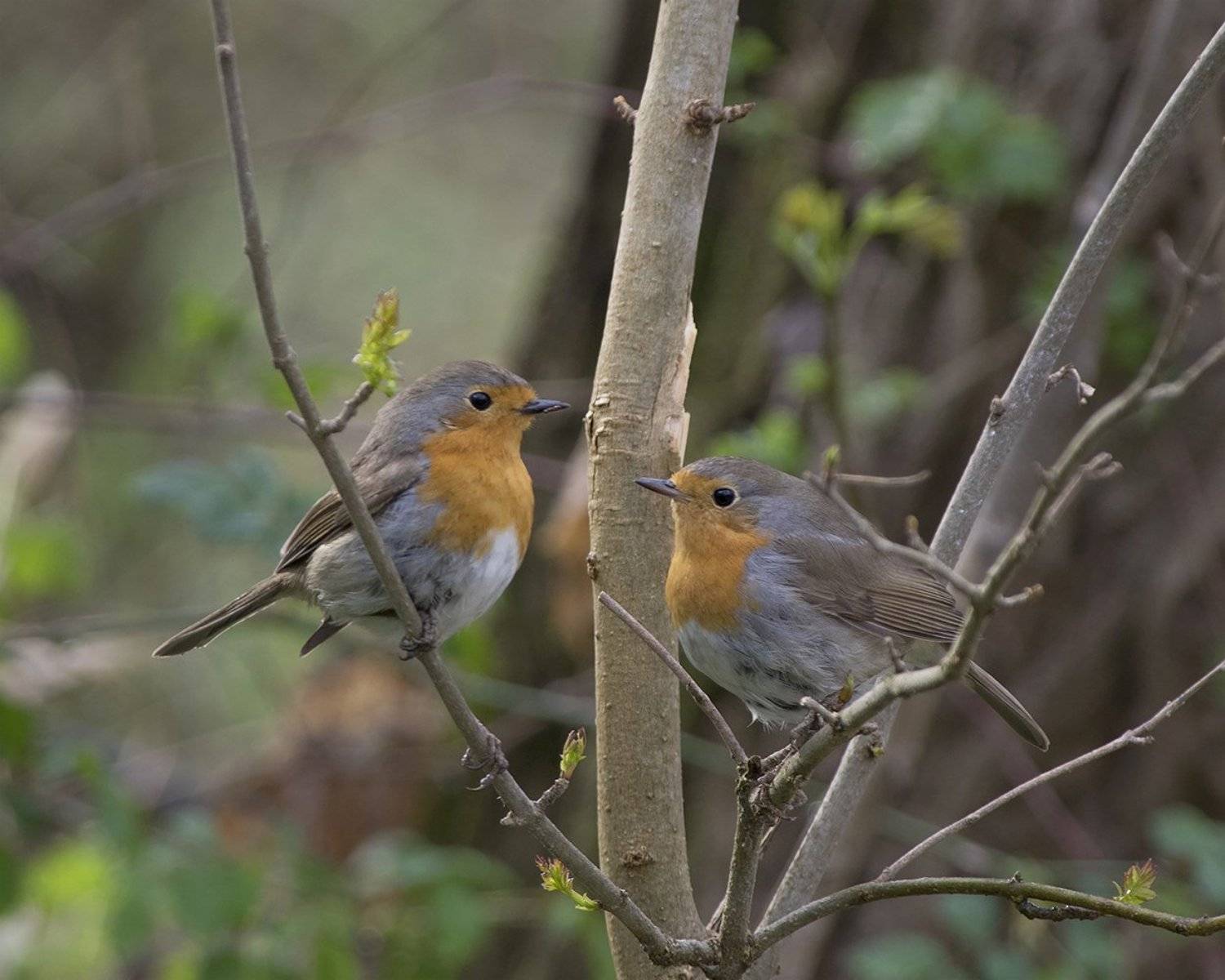 , Евгени Стефанов