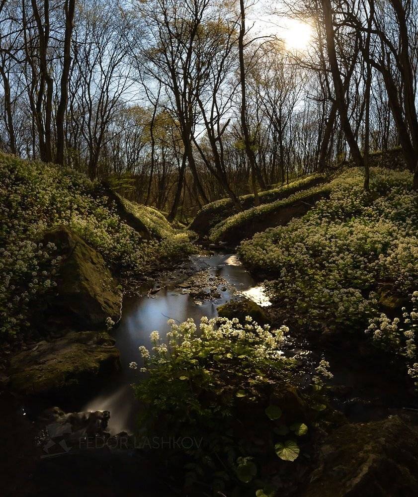 ставропольский край, путешествие, цветы, природа, флора, толстостенка крупнолистная, цветок, первоцветы, в лесу, лес, весна, ручей, луна, полнолунье, ночь, камни, лесное,, Лашков Фёдор
