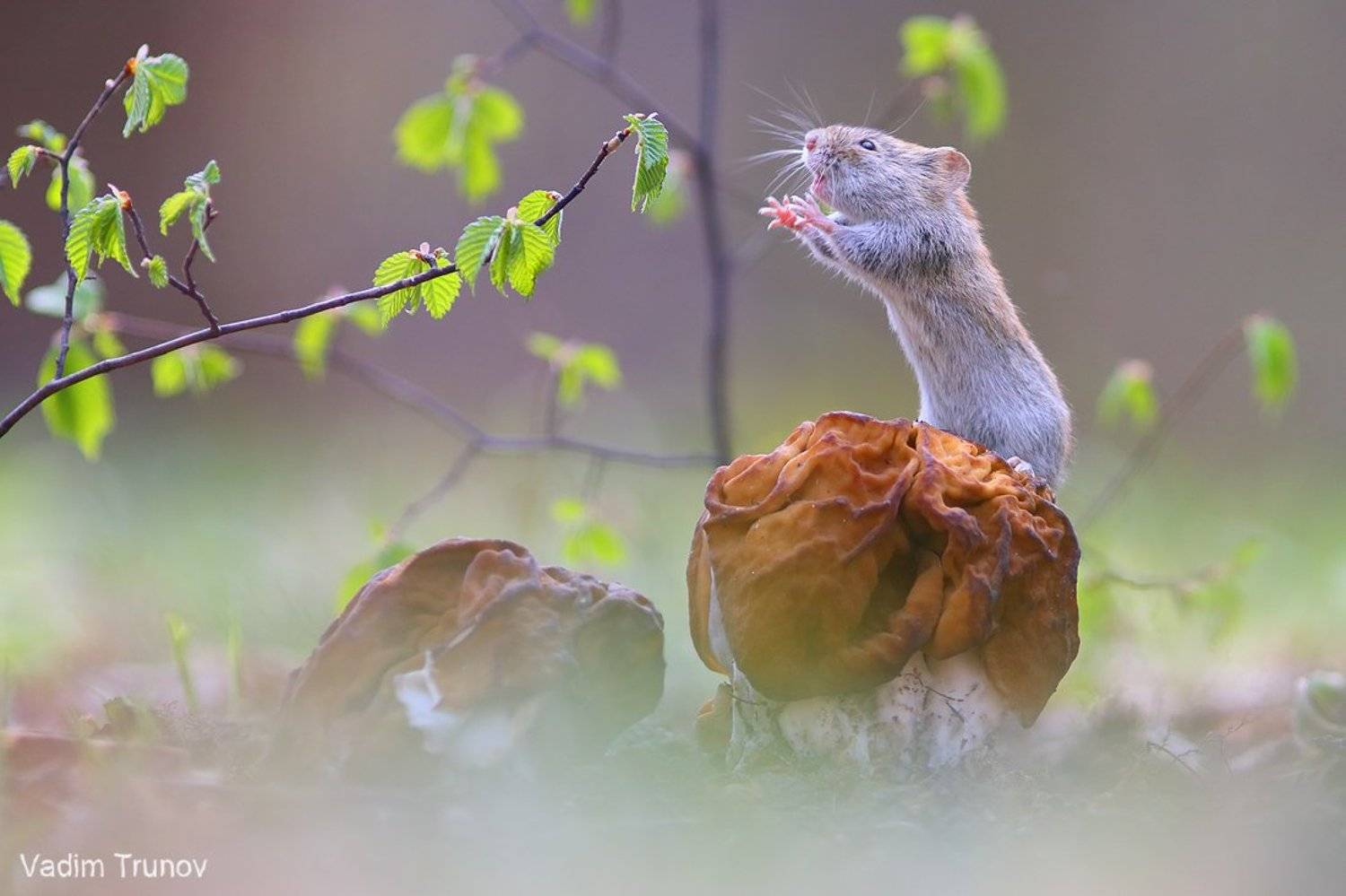 мышь, строчок, весна, Вадим Трунов