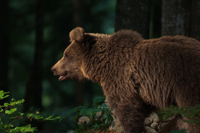 Slovenian brown bear фото превью