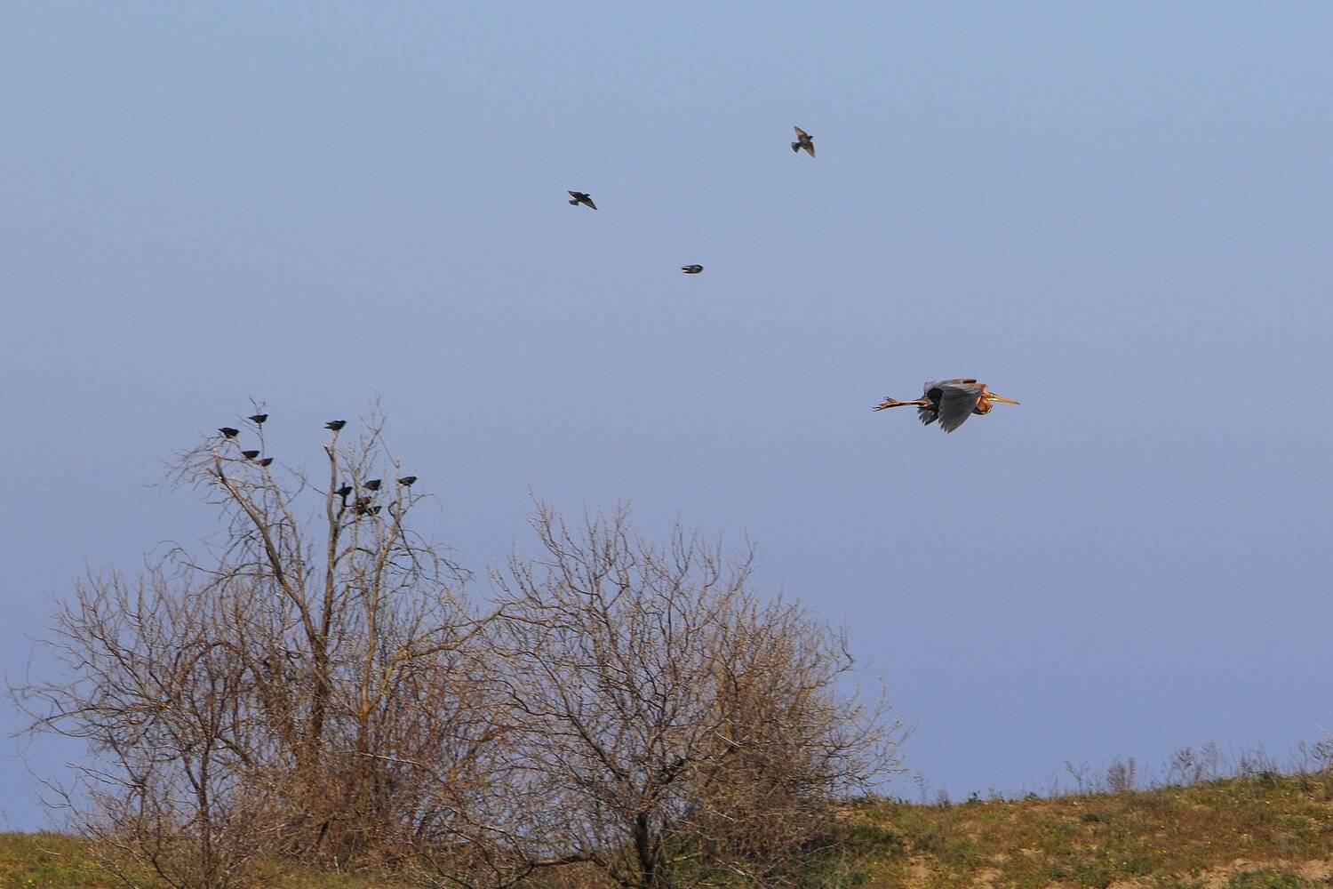 цапля,серая цапля.птица.дикий животный мир,фауна,море,заповедник.дагестан,, Marat Magov