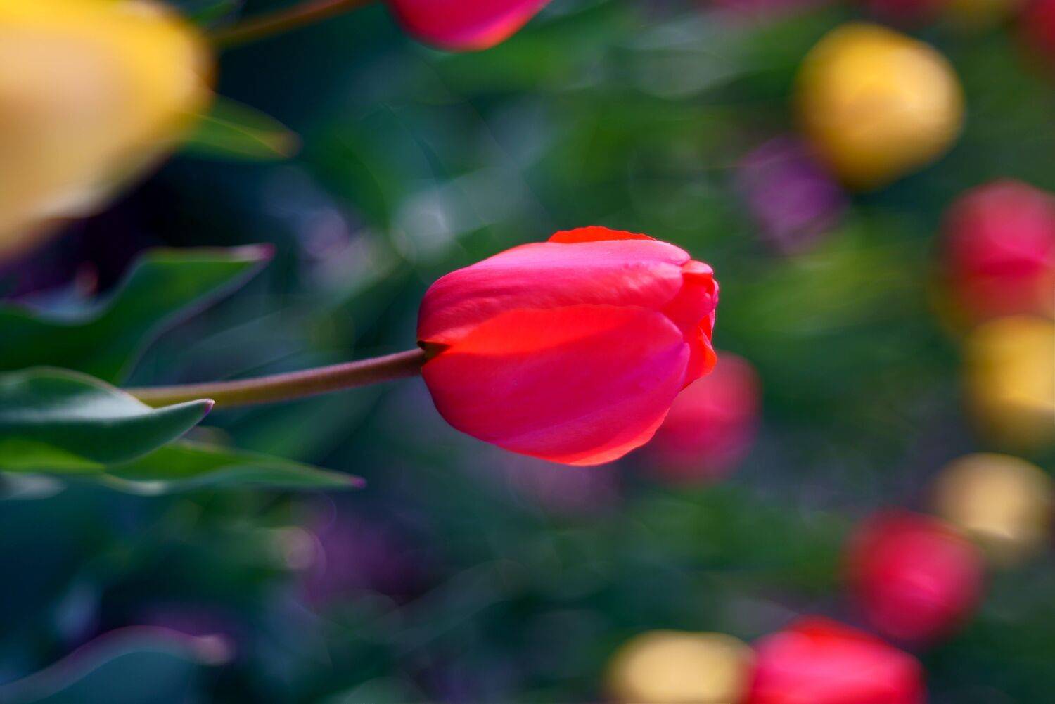 south korea, seoul, spring, flower, bokeh, fantastic, beautiful, pink, red, Shin