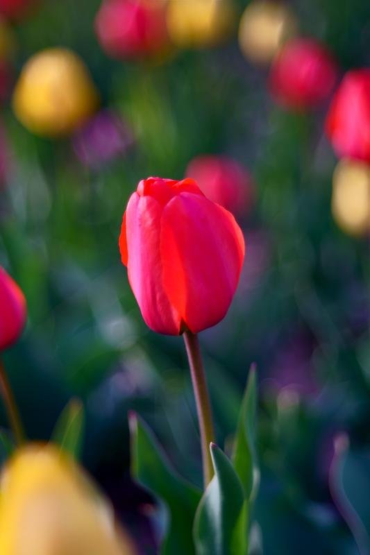 south korea, seoul, spring, flower, bokeh, fantastic, beautiful, pink, red Red tulip фото превью