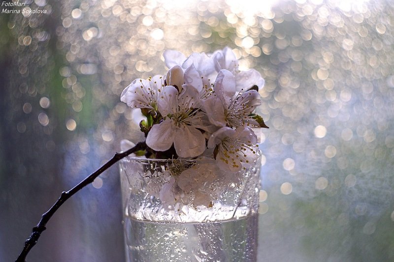 гелиос,боке,цветы,весна,фантазия,взгляд Этюд с гелиосом. фото превью