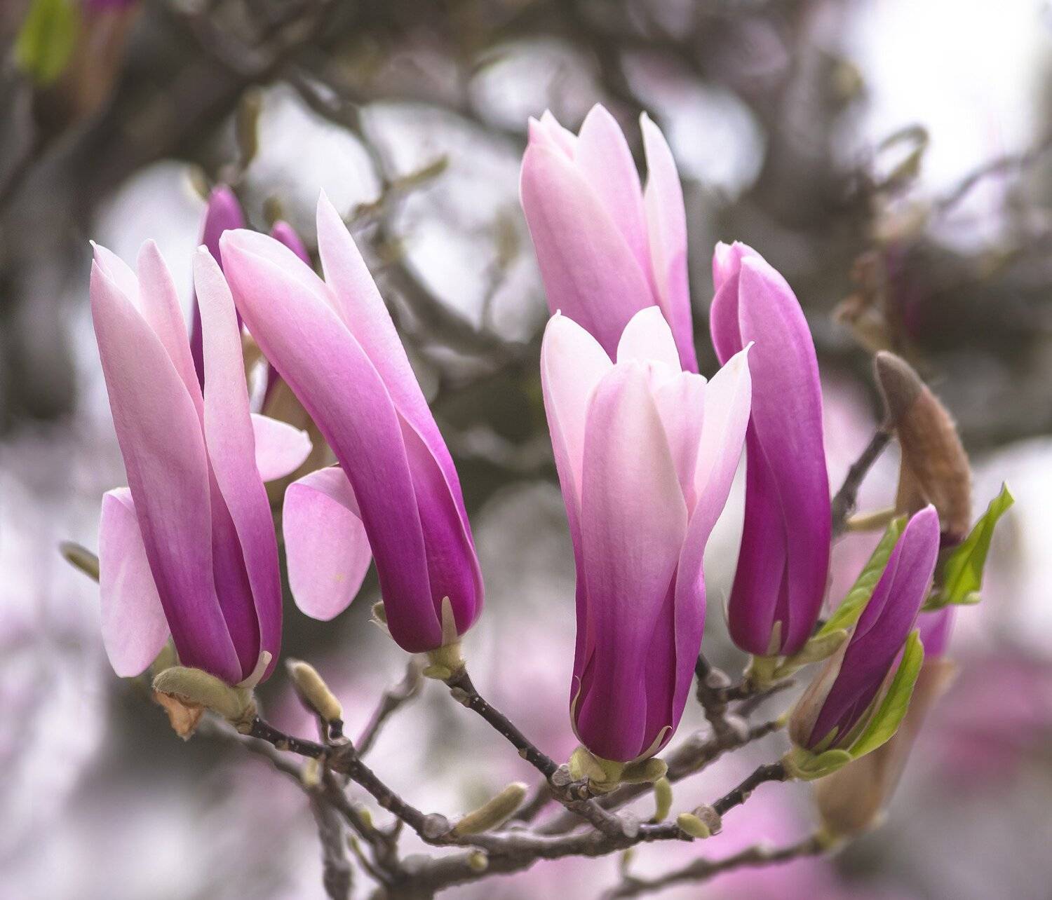 природа,цветы,магнолия,весна,цветение,, Антонина Яновска